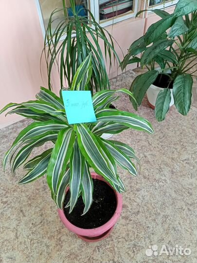 Комнатные растения цветы