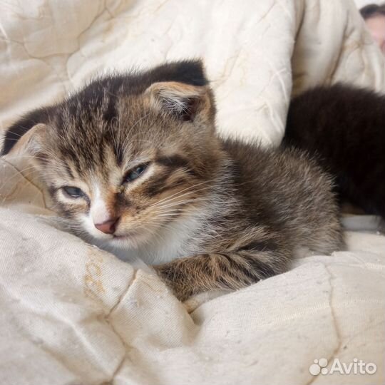 Кошки в добрые руки