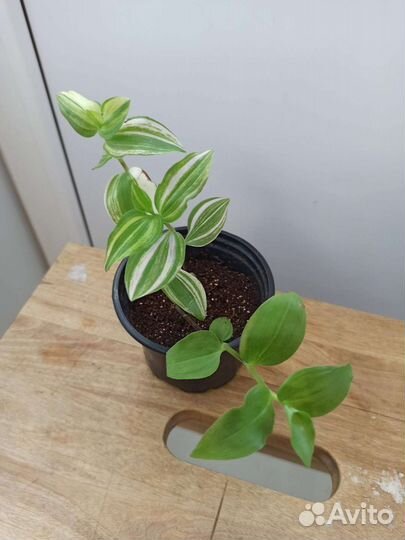 Традесканции