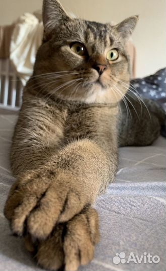 Вязка с шотландским котом