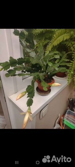 Декабрист шлюмбергера