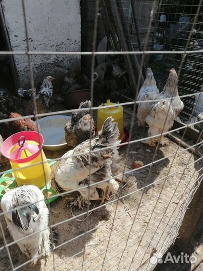 Петухи брама