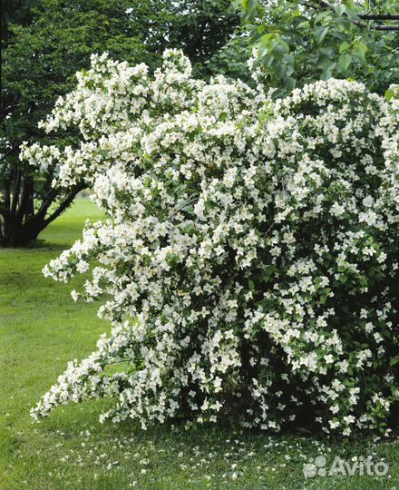Жасмин(чубушник)