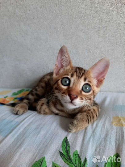 Бенгальский котенок девочка