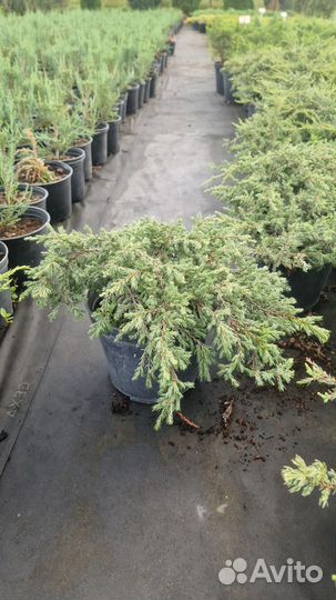 Можжевельник