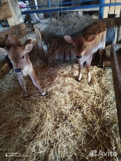 Джерсийская и Швицкая телочка