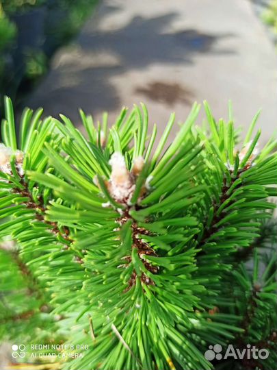 Сосна Бенджамин