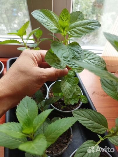 Мята 46 сортов, черная смородина,яблочная