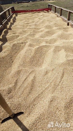 Дробленка пшеница