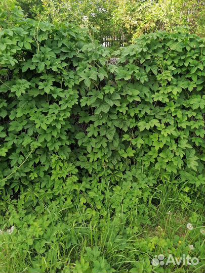 Хмель, откопаю куст