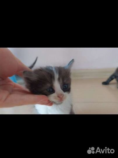 Британские котята