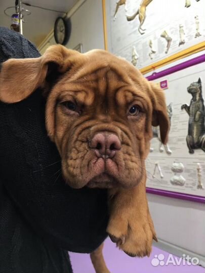 Ветеринарная клиника 24 часа, витаминкомбина