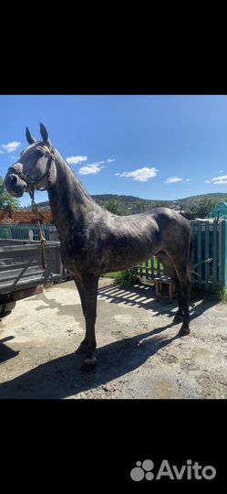 Орловский жеребец