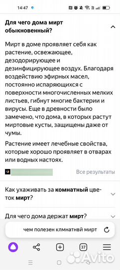 Мирт. Комнатные цветы