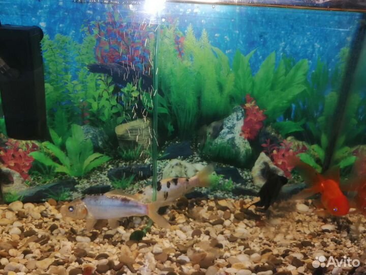 Аквариум с рыбками