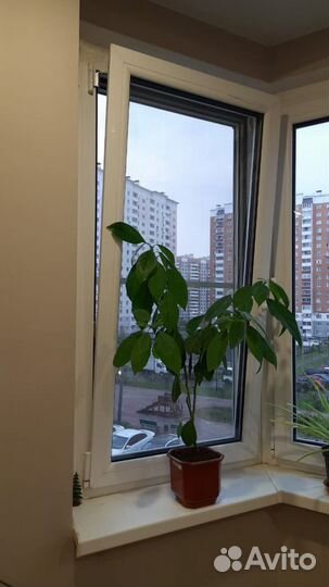 Авокадо растение