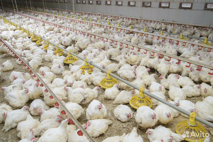 Бройлер суточный