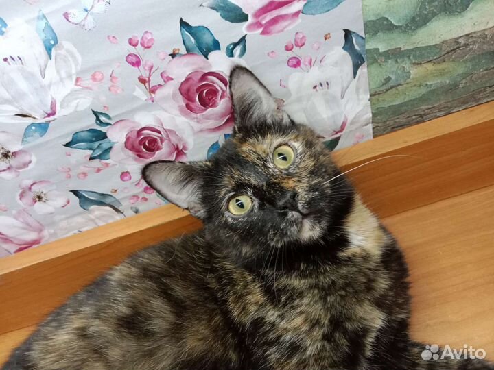 Молодая кошечка