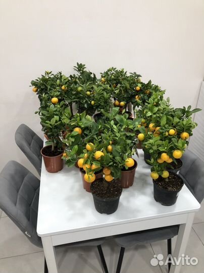 Мандариновое дерево