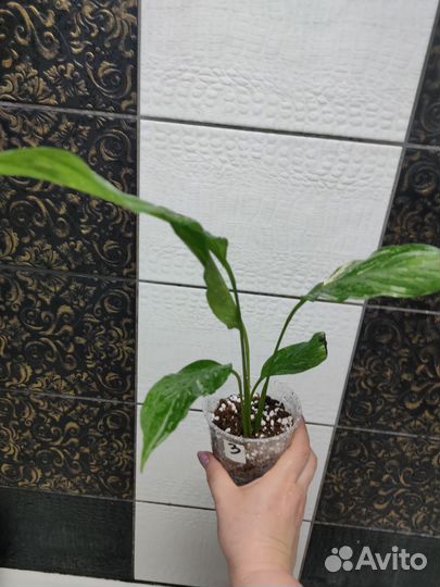 Спатифиллум Диамант вариегатный