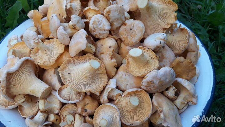 Свежие грибы лисички