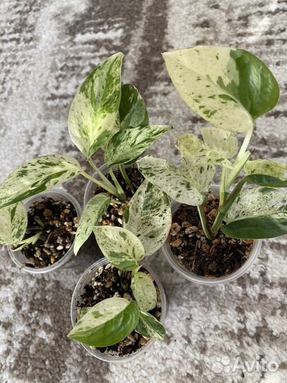 Эпипремнум, сциндапсус, сингониум