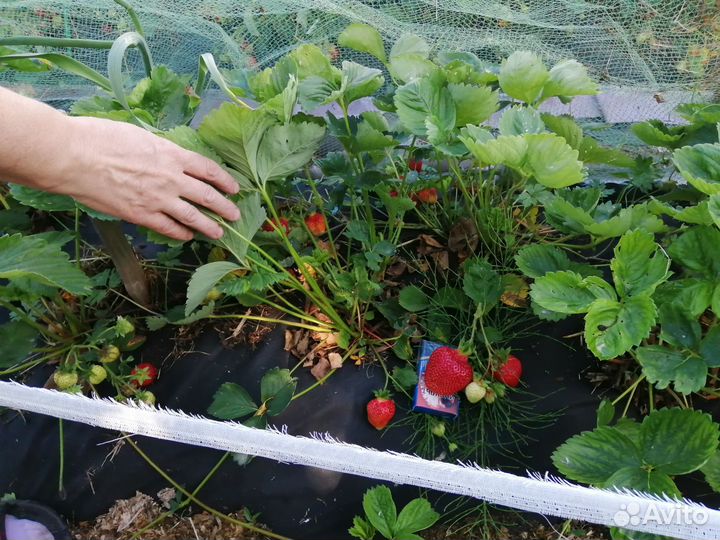 Саженцы клубники