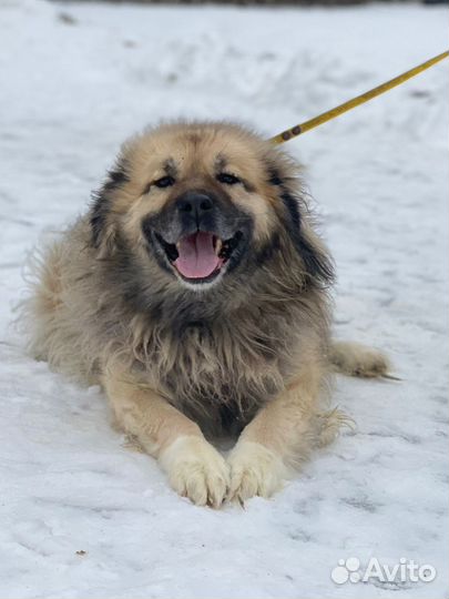 Метис кавказской овчарки в дар