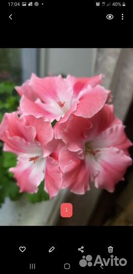 Пеларгония королевская