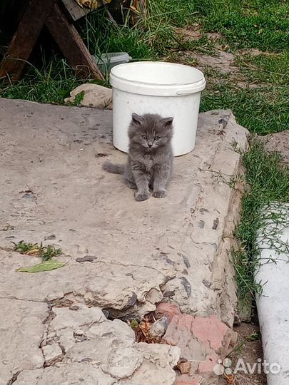 Отдам котят в добрые, руки. 2 девочки, 1 мальчик