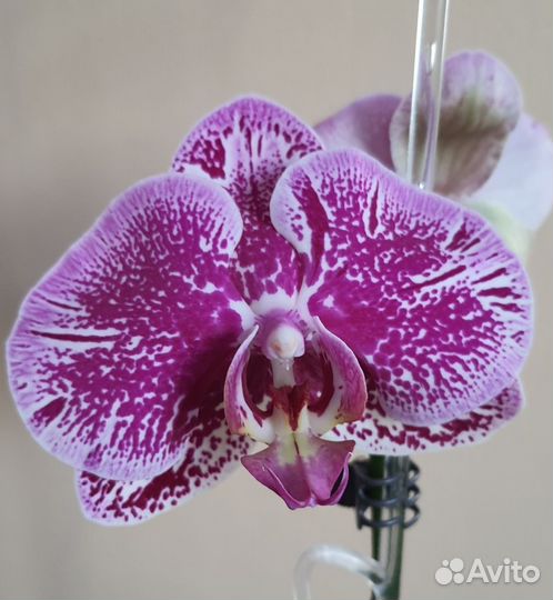 Орхидея фаленопсис