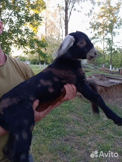 Англо нубийские козлята и доенные козы