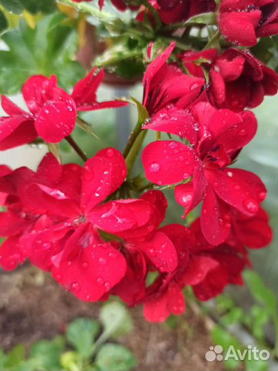 Герань пеларгония плющелистная