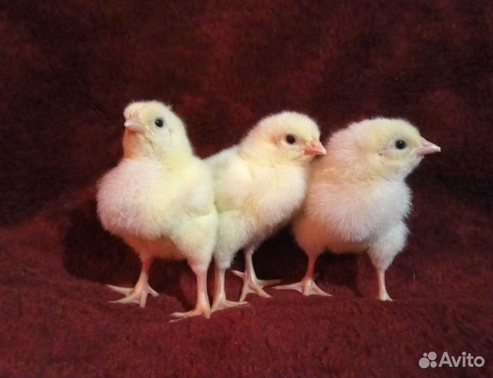 Цыплята бройлеры кобб 500, Росс 308 импорт
