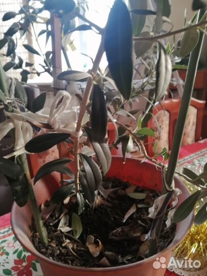 Олива дерево