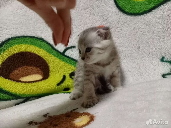 Продам котят