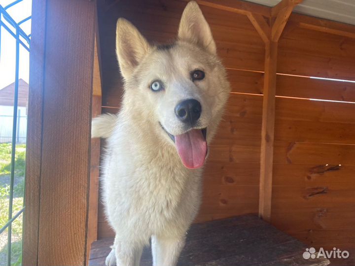 Фенотип хаски в добрые руки