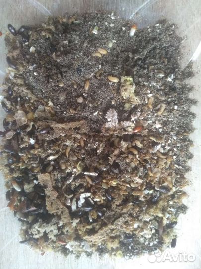 Жук-знахарь с личинками