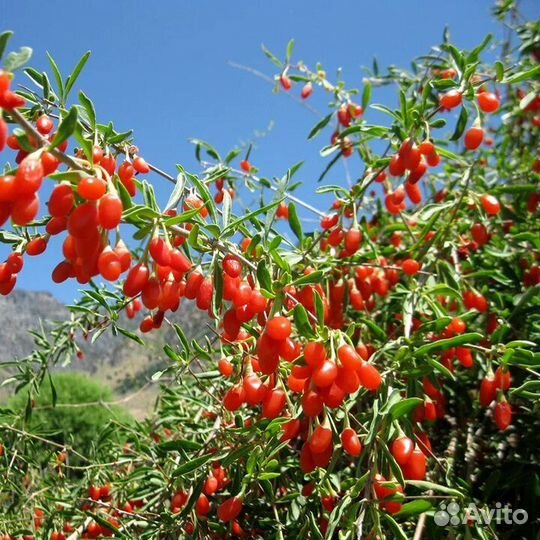 Дереза, ягоды годжи, лавровишня