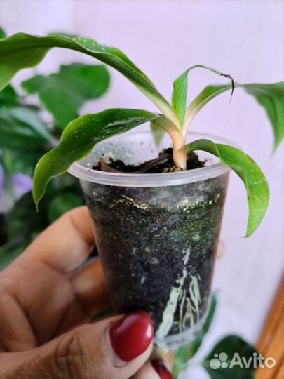 Хлорофитум, алоказии