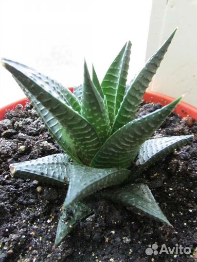 Суккуленты