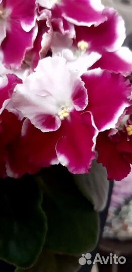 Детки сортовых фиалок