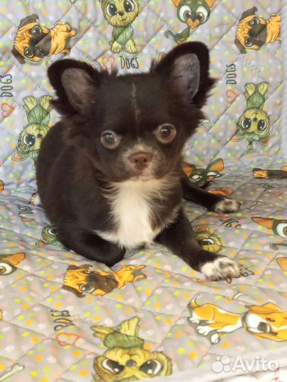 Чихуахуа шикарная красотка