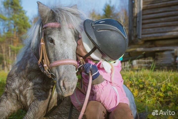 Пони аппалуза