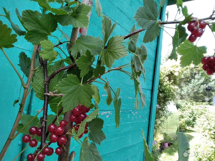 Плодовые саженцы