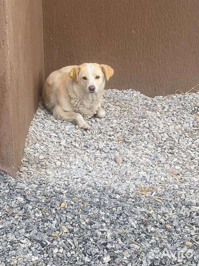 Собака в добрые руки