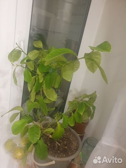 Лимон дерево с плодами