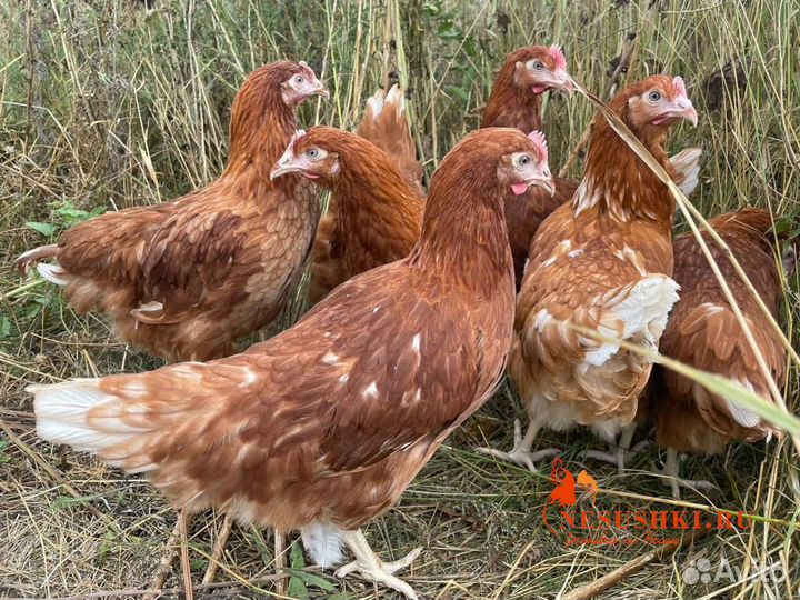 Курочки несушки с доставкой