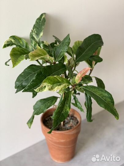 Фикус ботриокарпа