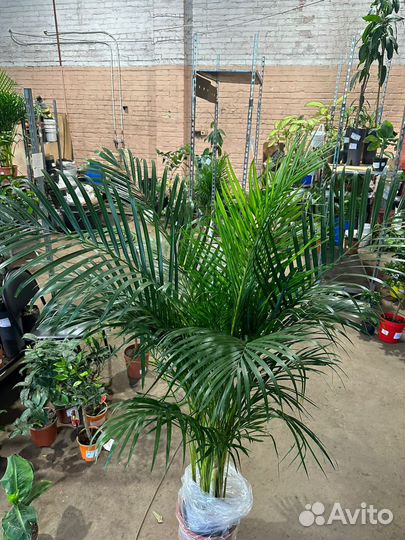 Пальма арека дипсис